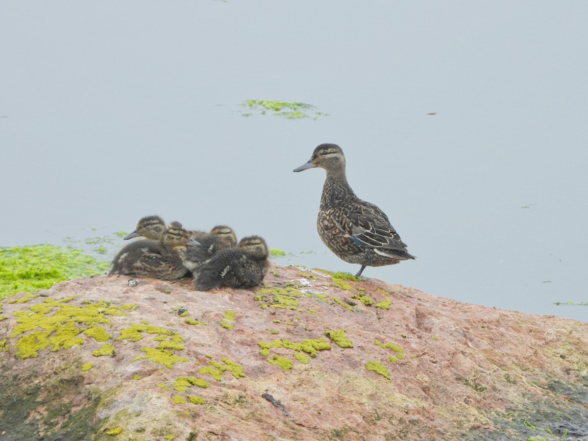 Green-winged Teal - ML594386561