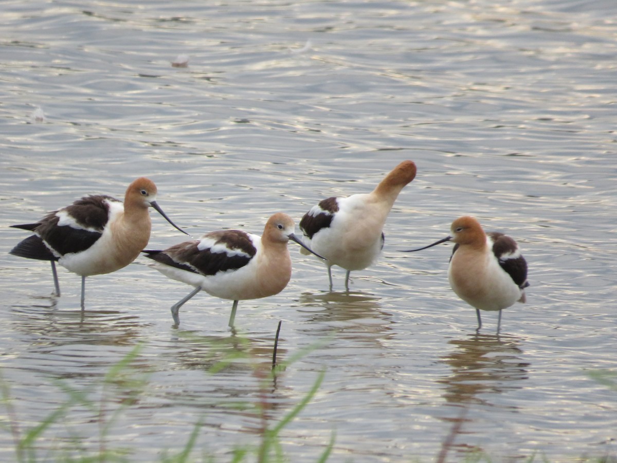 Avocette d'Amérique - ML594386911