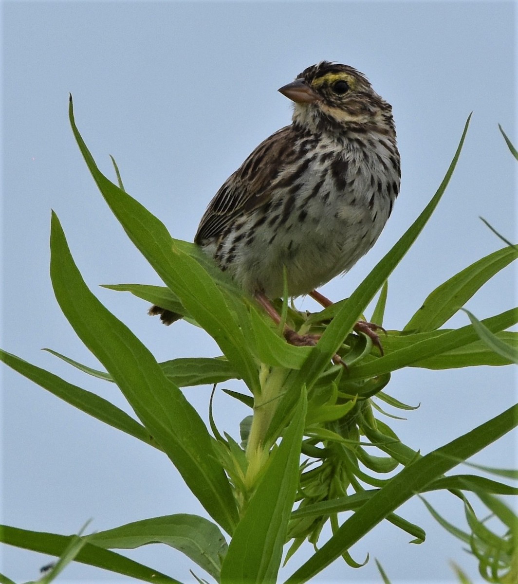 Savannah Sparrow - ML594387221