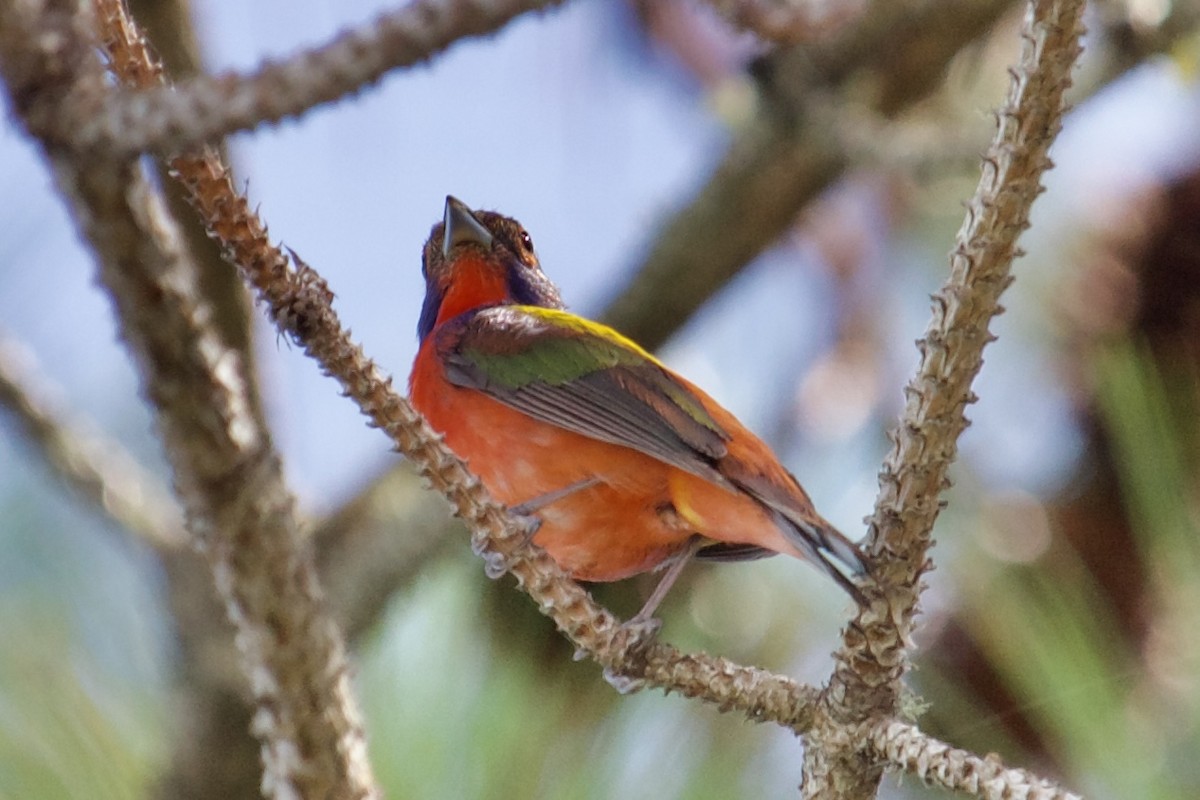 Painted Bunting - ML594387241