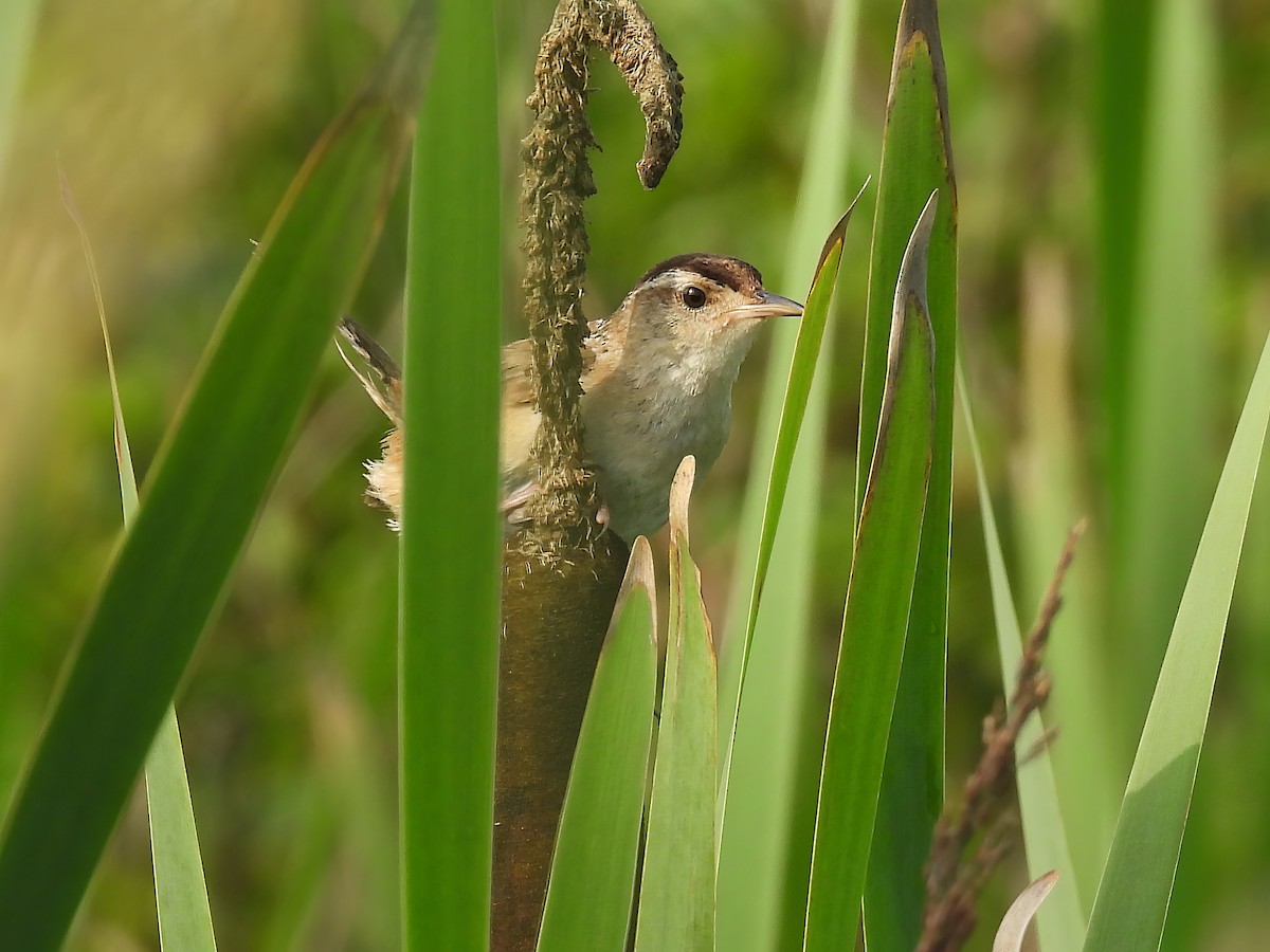 Marsh Wren - ML594387731