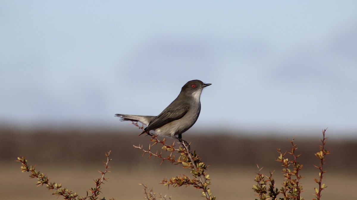 Fire-eyed Diucon - ML594389931