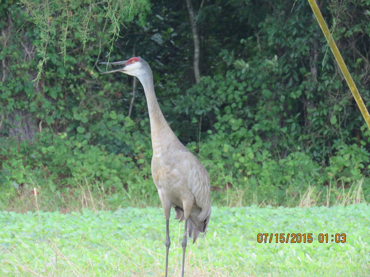 Sandhill Crane - ML594390081