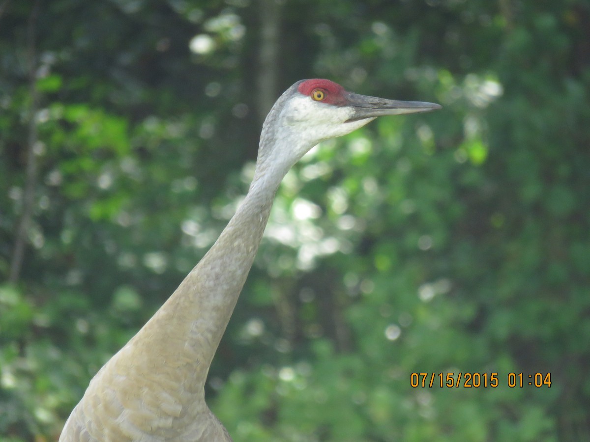 Sandhill Crane - ML594390261