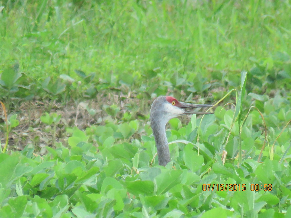 Sandhill Crane - ML594390631