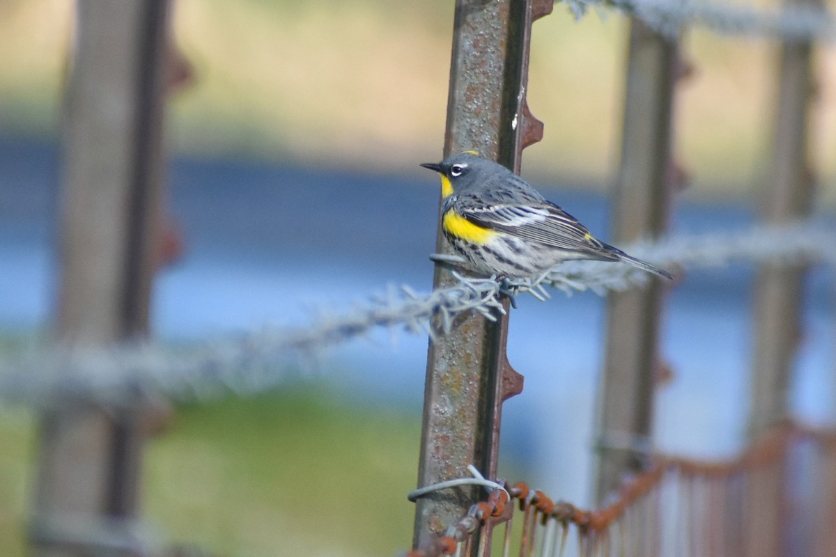 Yellow-rumped Warbler (Audubon's) - ML594390801