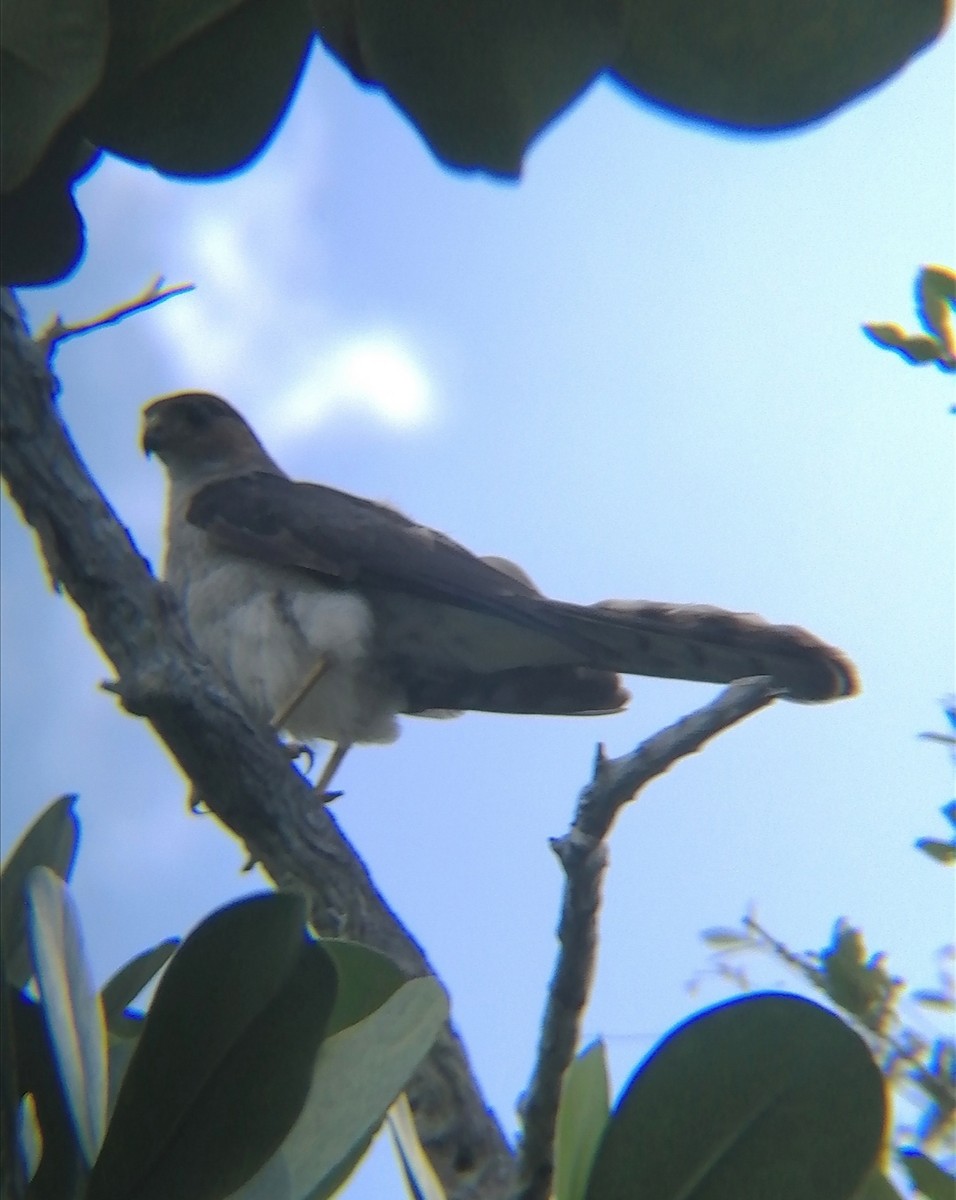 Sharp-shinned Hawk (Caribbean) - ML594391021