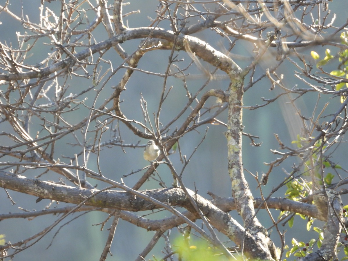 Plumbeous Vireo - Mary Trombley