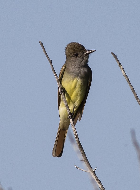 Great Crested Flycatcher - ML59439201