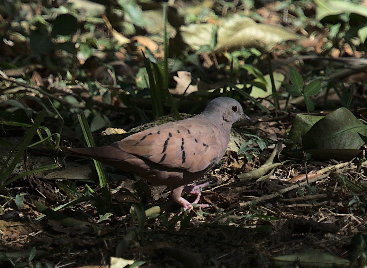 Ruddy Ground Dove - Patrícia Hanate
