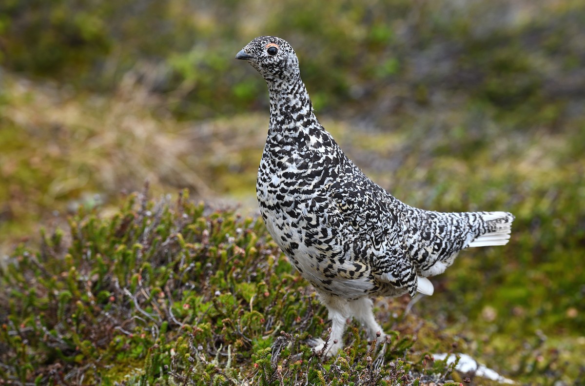 White-tailed Ptarmigan - ML594393311