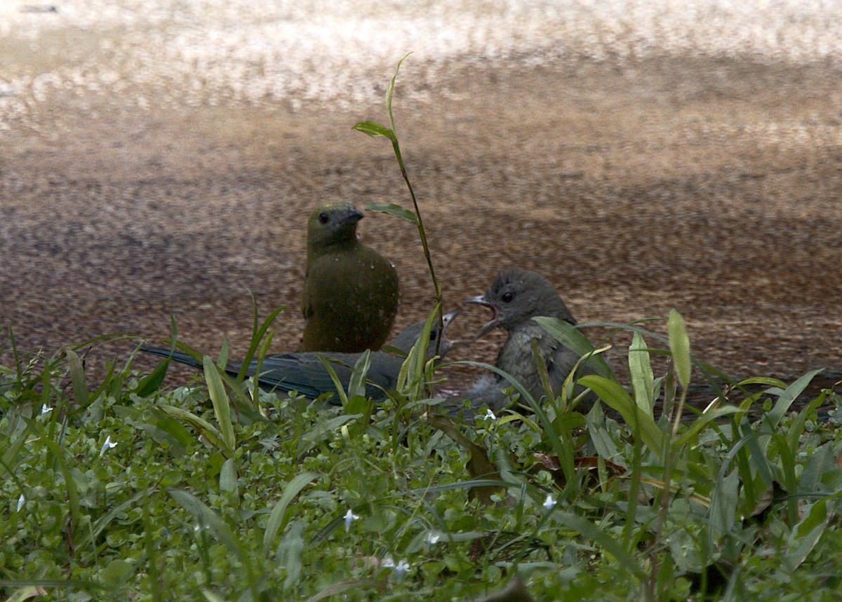 Palm Tanager - Patrícia Hanate