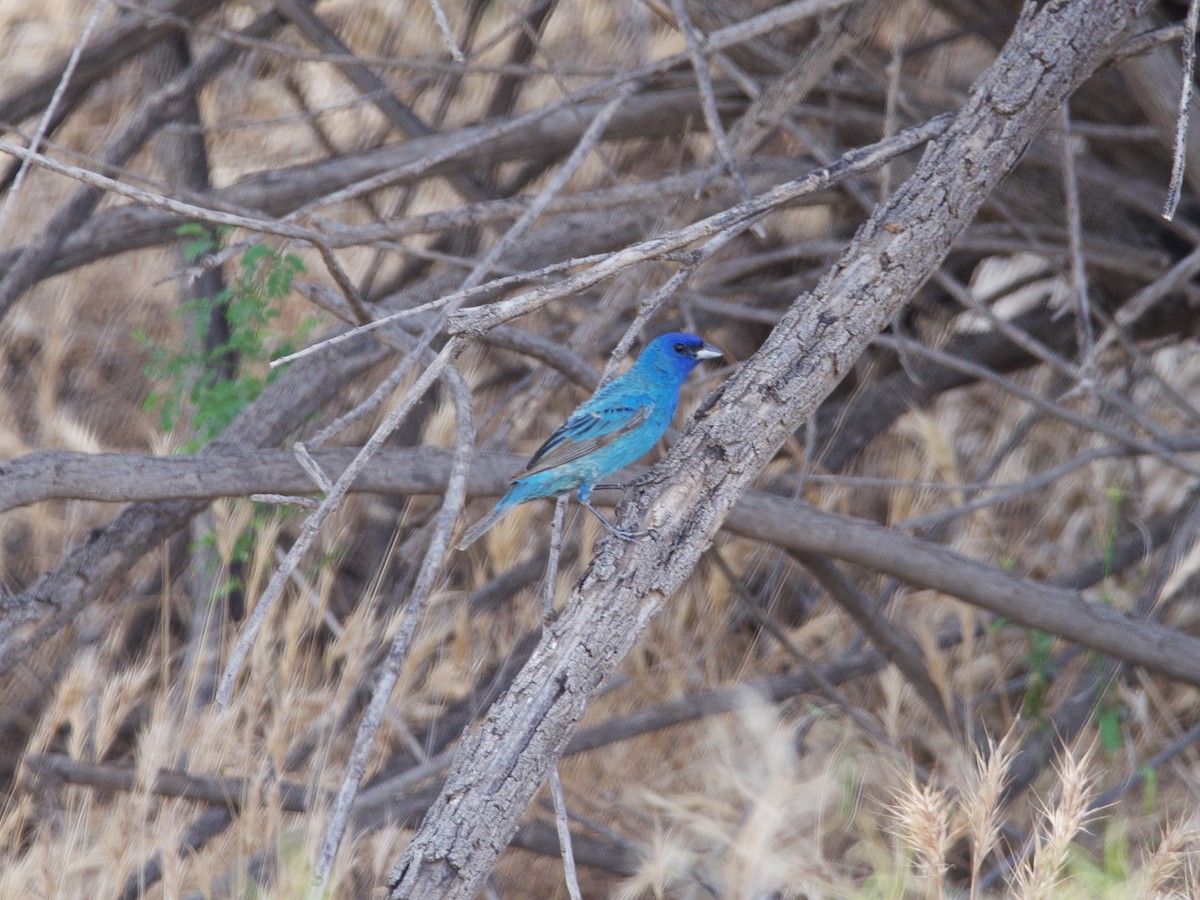 Indigo Bunting - ML594394301