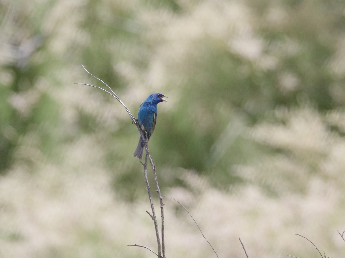 Indigo Bunting - ML594394331
