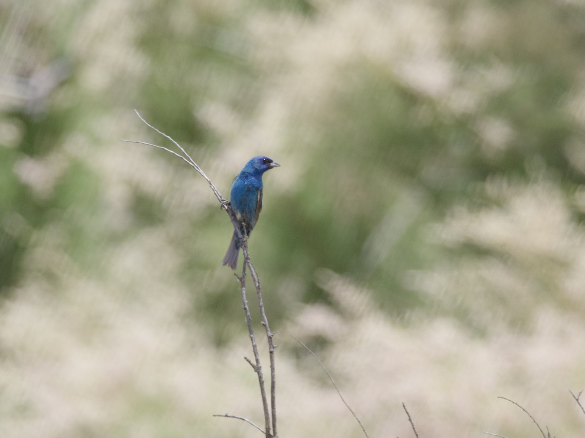 Indigo Bunting - ML594394341
