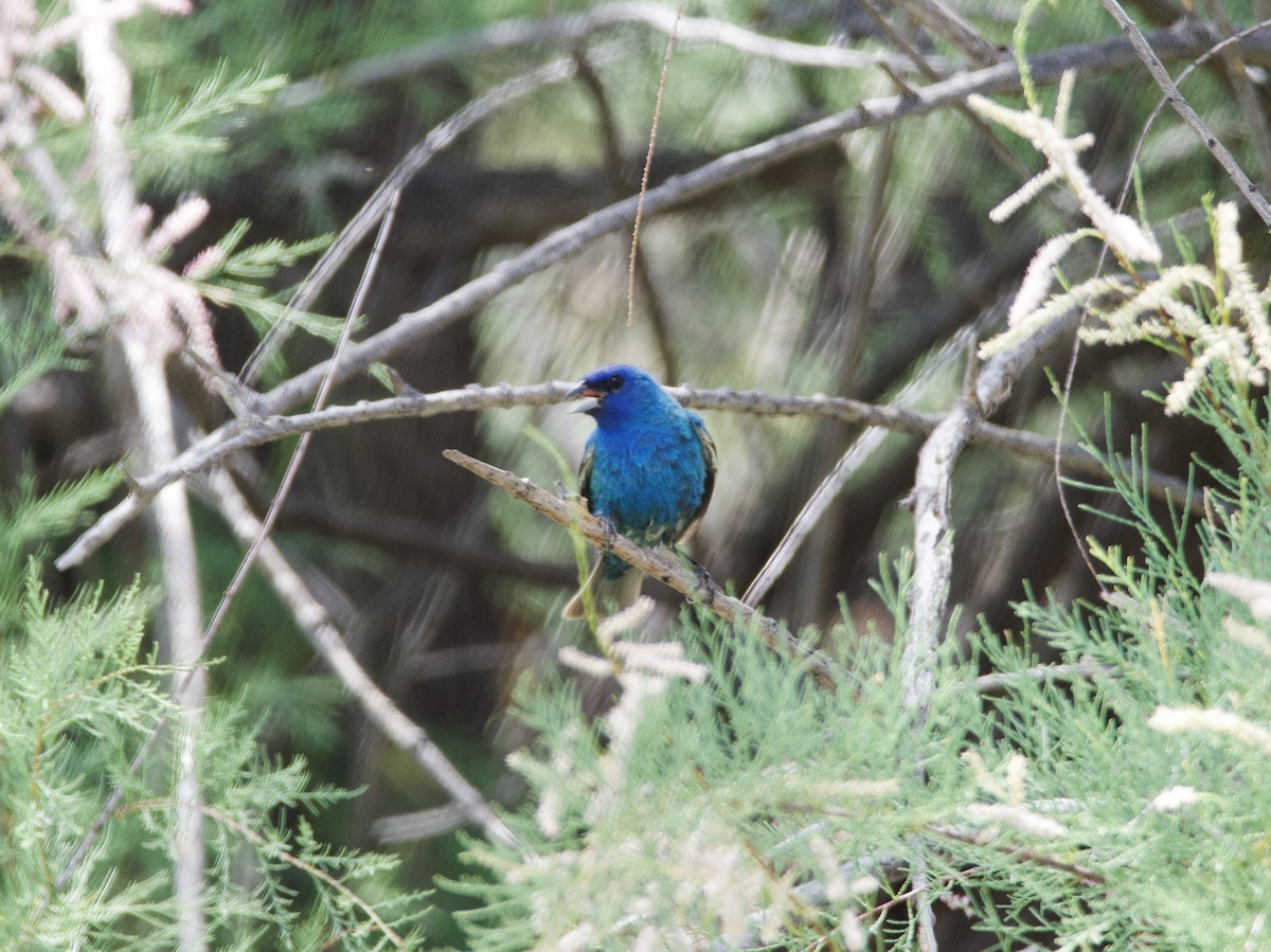 Indigo Bunting - ML594394351