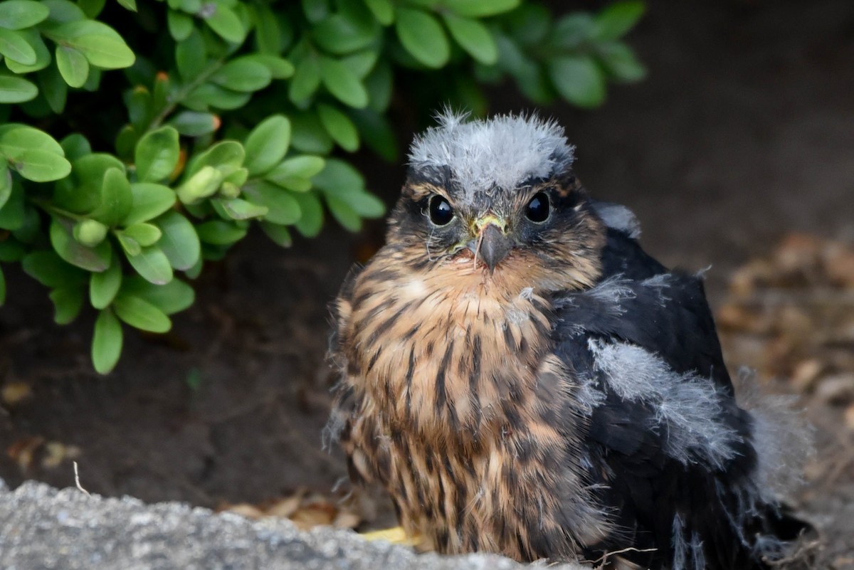 Merlin - Andrea Heine