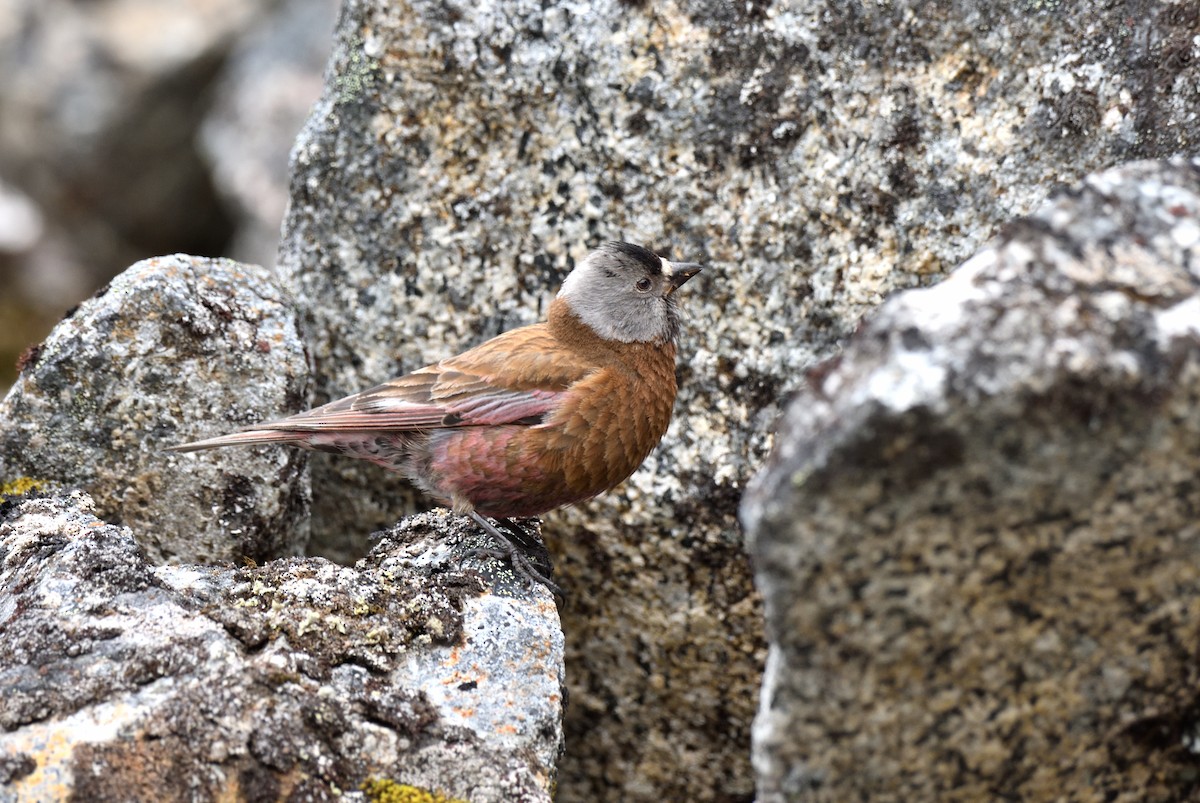 grånakkefjellfink (littoralis) - ML594395461