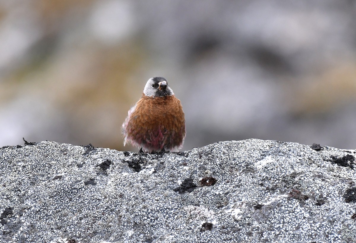 grånakkefjellfink (littoralis) - ML594395471