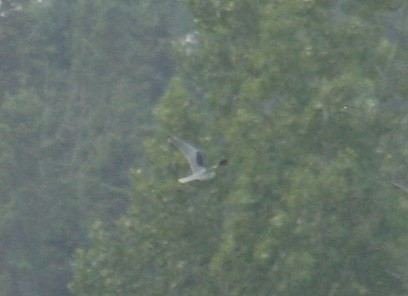 White-tailed Kite - ML594396581