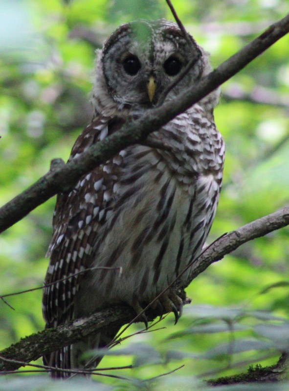 Barred Owl - Larry Dutton