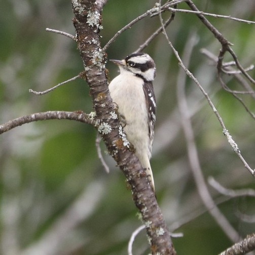 Downy Woodpecker - ML594397771