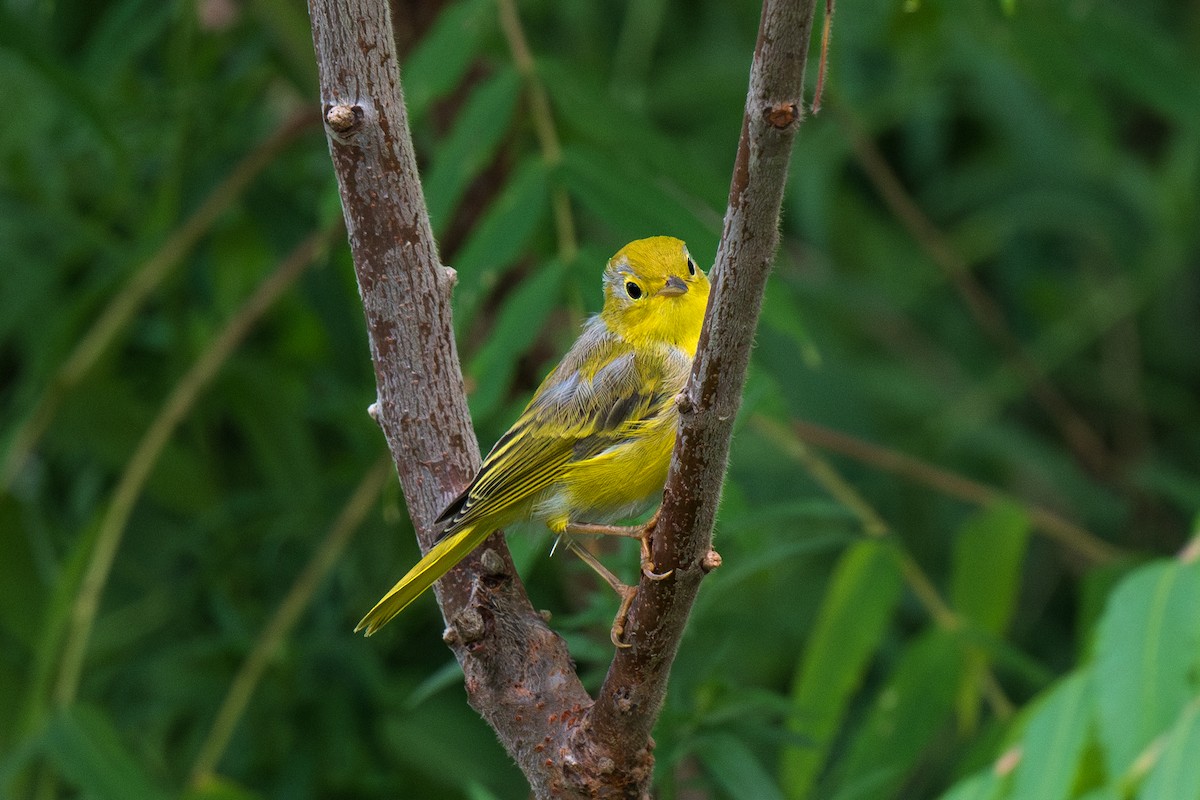 Northern Yellow Warbler - Ian Campbell