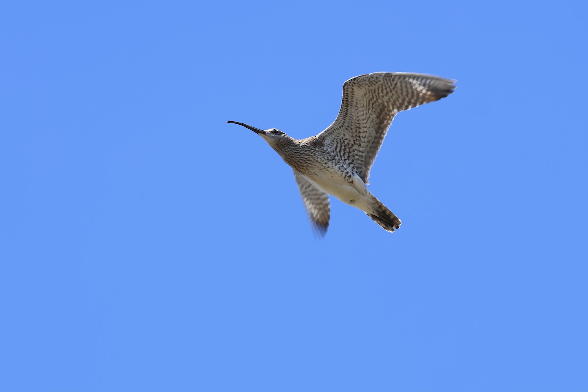 Regenbrachvogel - ML594398691