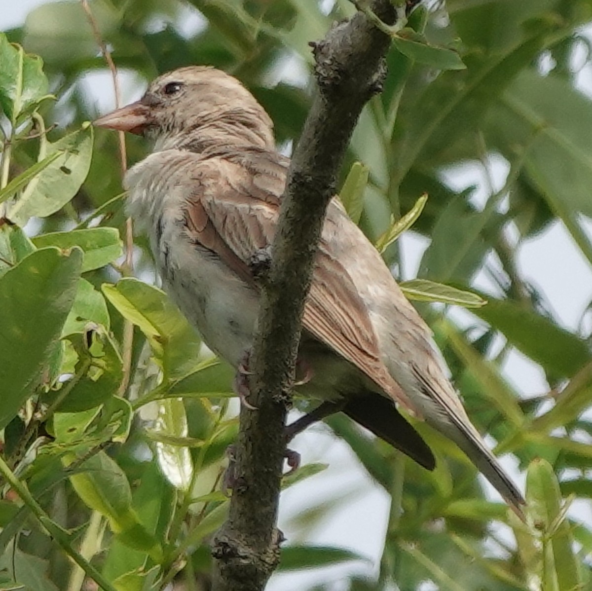 Yellow-throated Sparrow - ML594398721