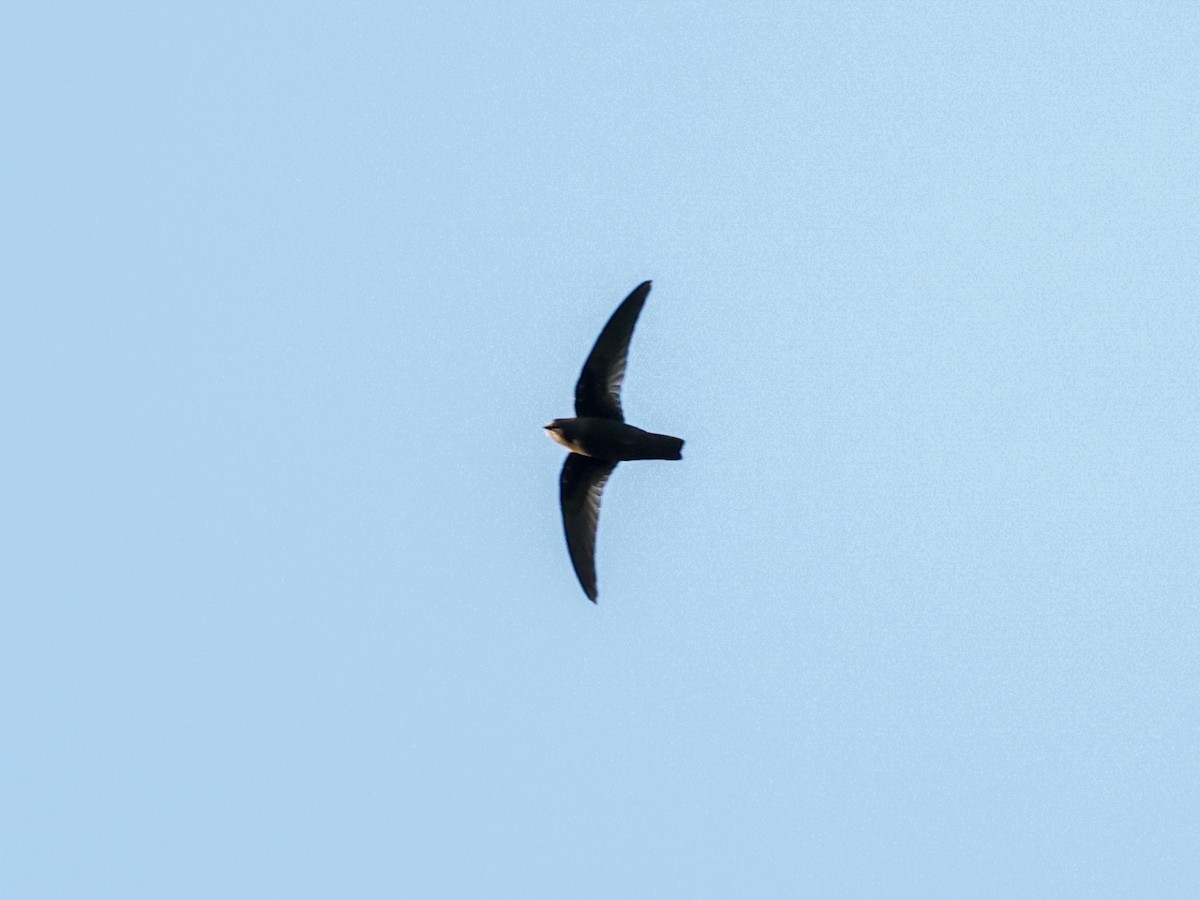 Chestnut-collared Swift - ML594399021