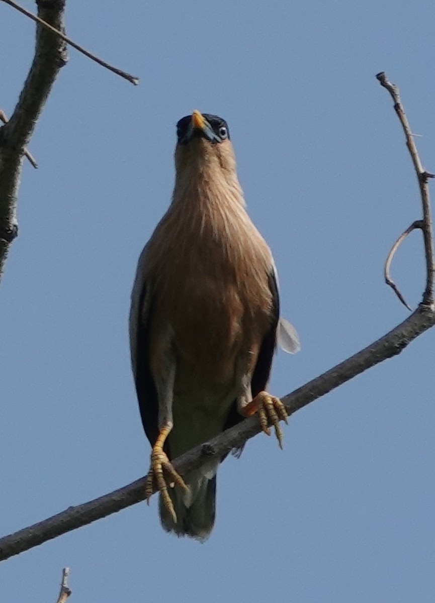 Brahminy Starling - ML594399061