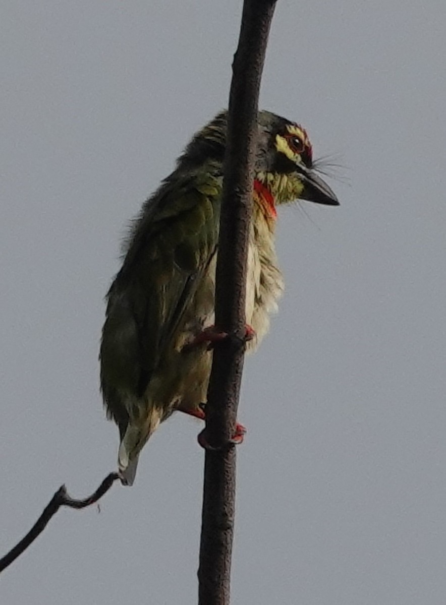 Coppersmith Barbet - Prof Chandan Singh Dalawat