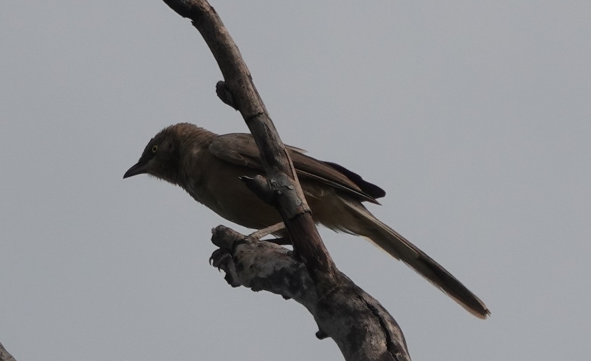 Jungle Babbler - ML594399711