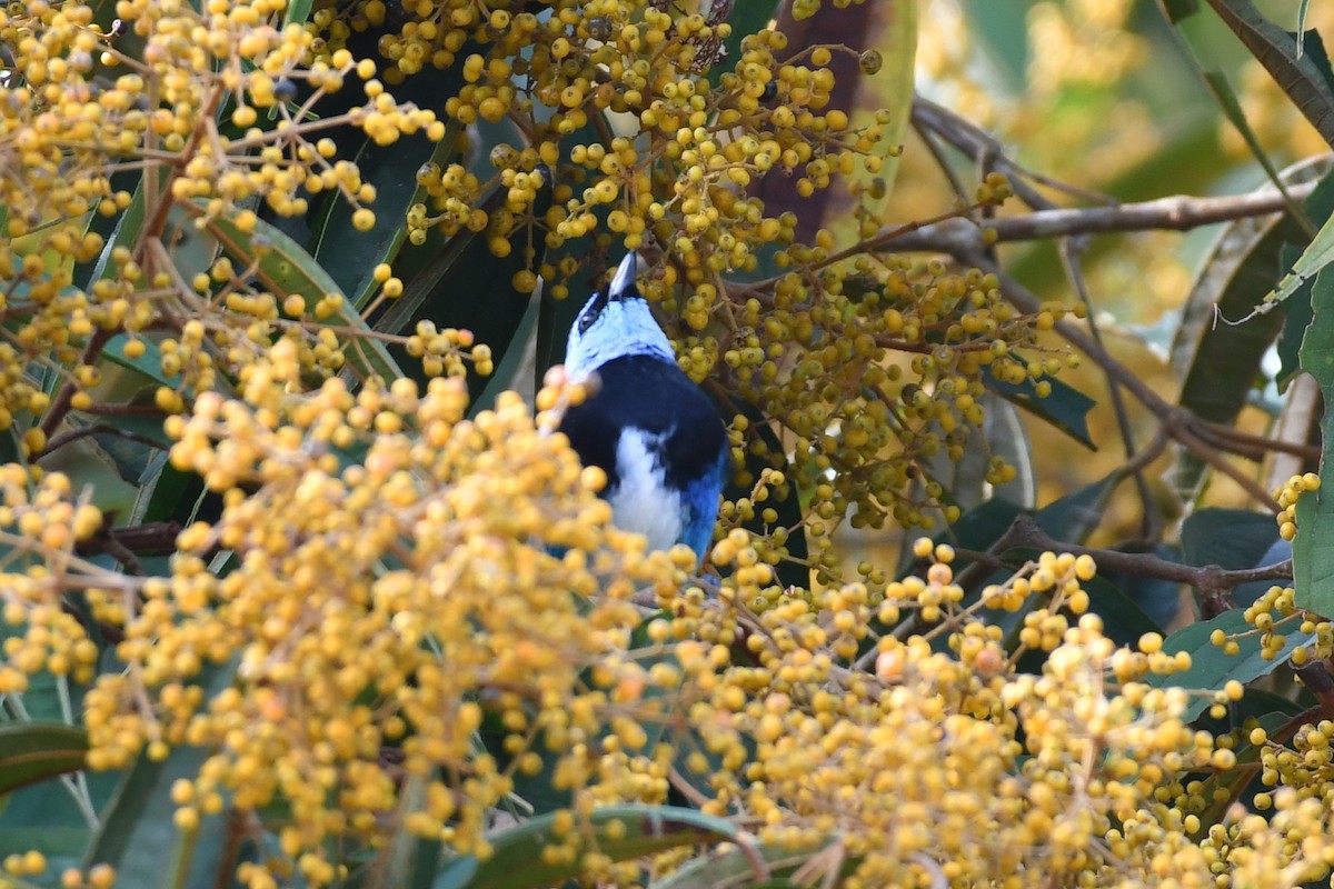 Masked Tanager - ML594399721