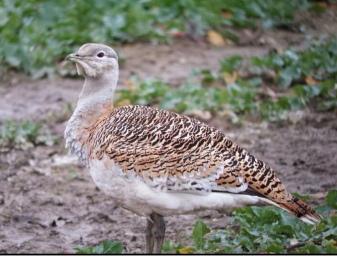 Great Bustard - ML594399771