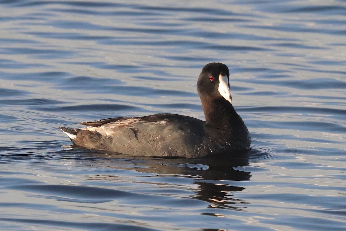 American Coot - ML594400021