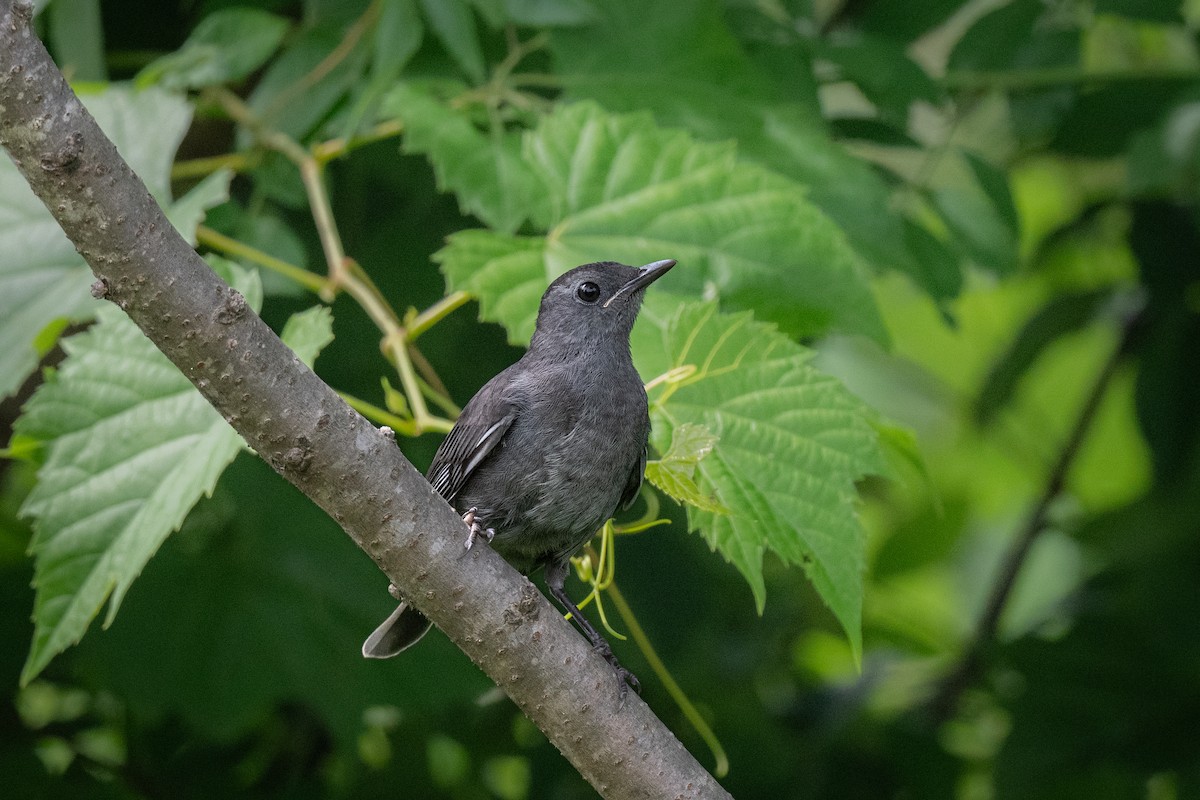 Gray Catbird - ML594401241