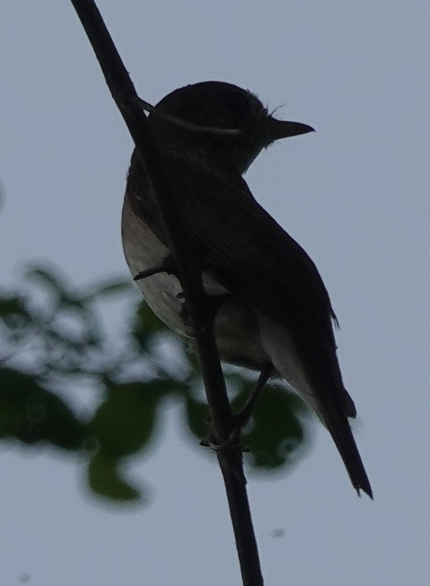 Asian Brown Flycatcher - Prof Chandan Singh Dalawat