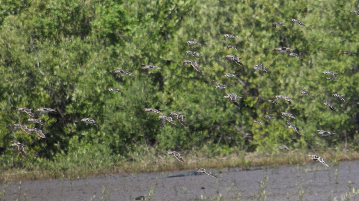 Short-billed Dowitcher - ML594402011