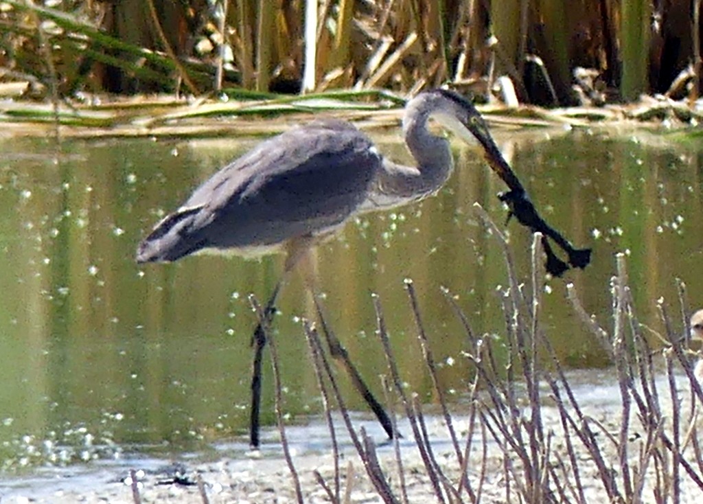 Great Blue Heron - ML594402531