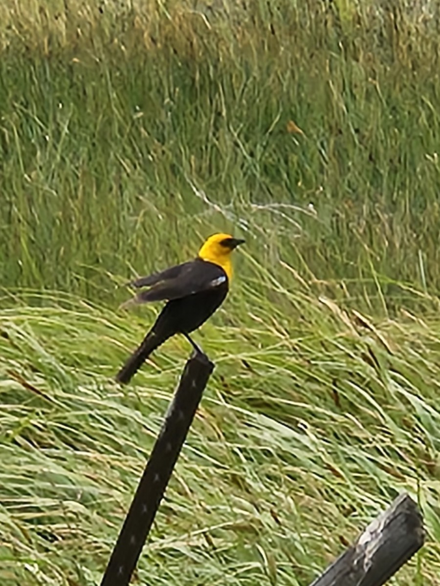 Yellow-headed Blackbird - ML594403551