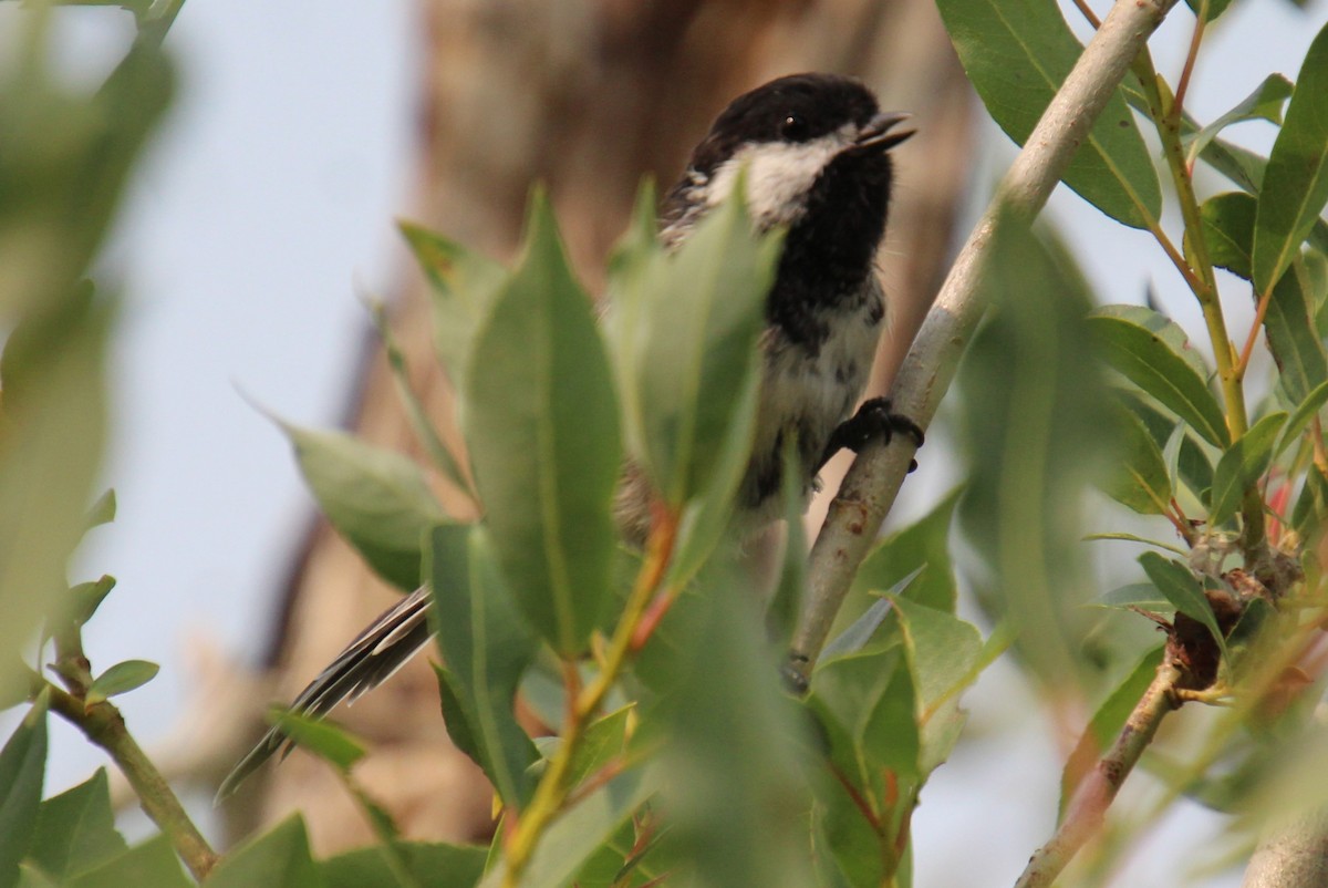 Mésange à tête noire - ML594403831