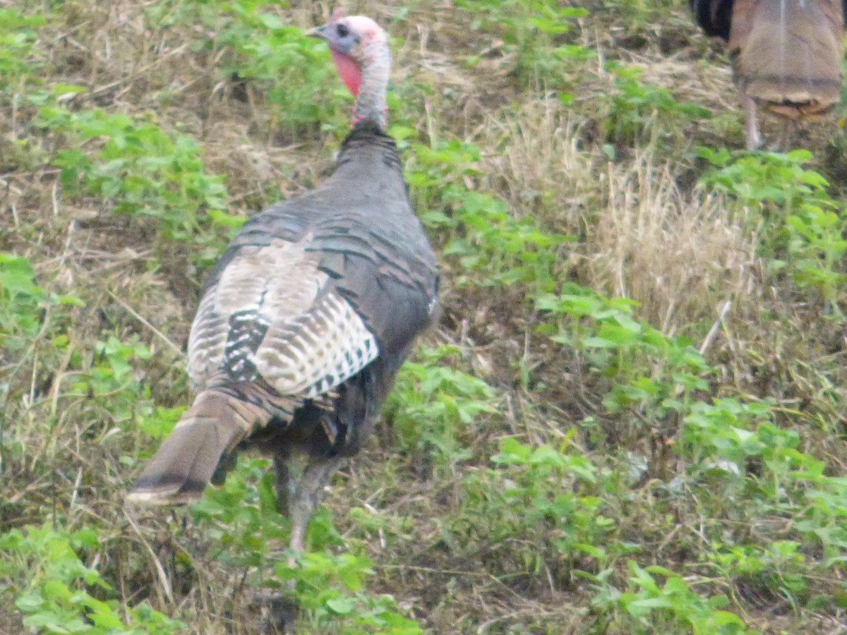 Wild Turkey - ML594404911