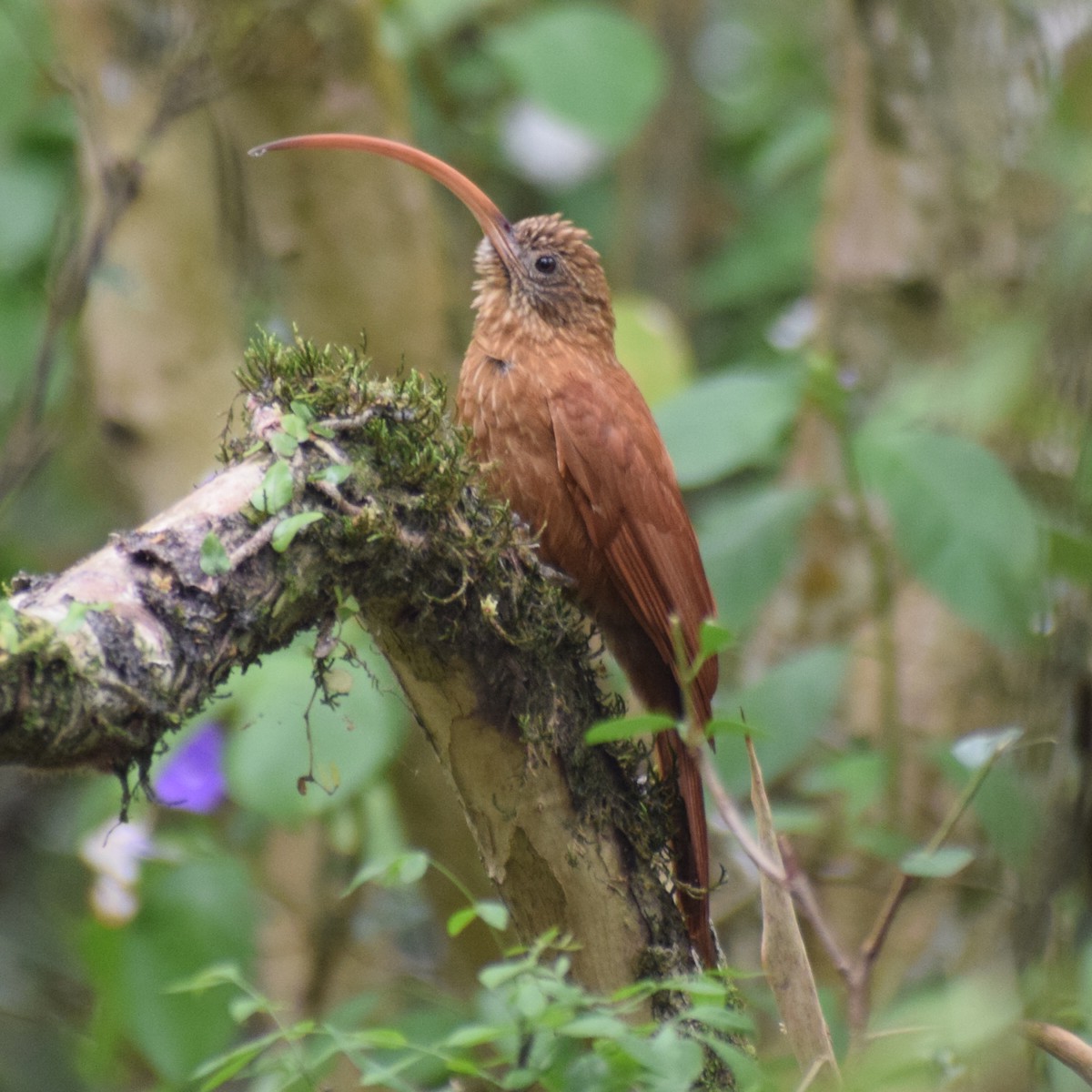 Red-billed Scythebill - ML594405171