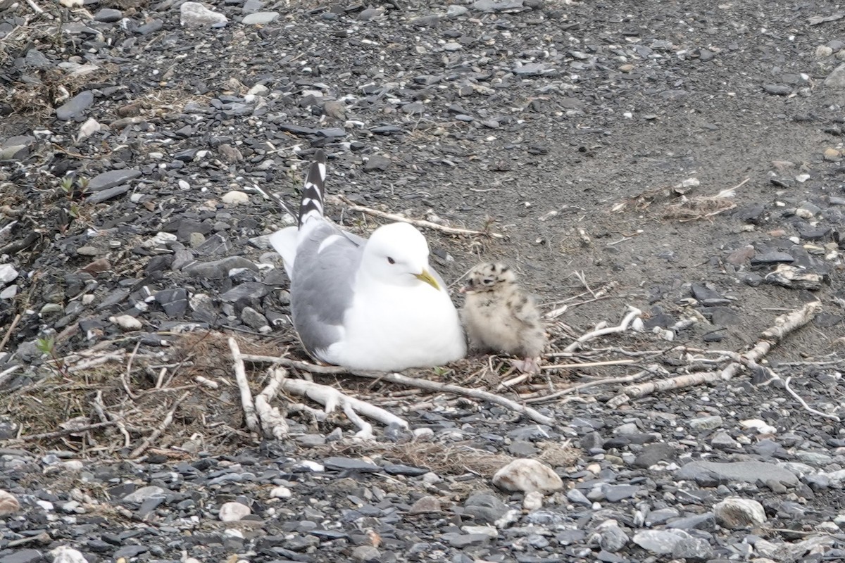 Short-billed Gull - ML594406851