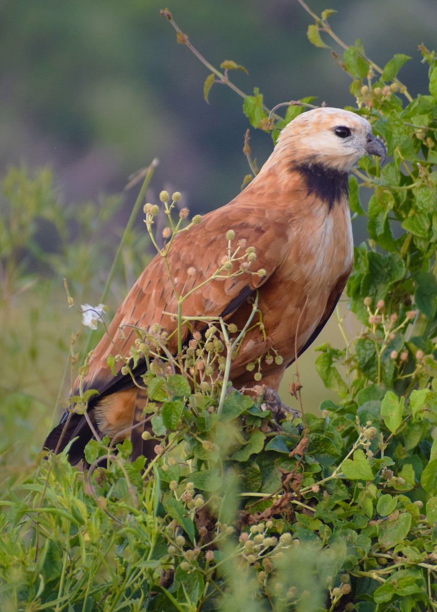 Black-collared Hawk - ML594406891