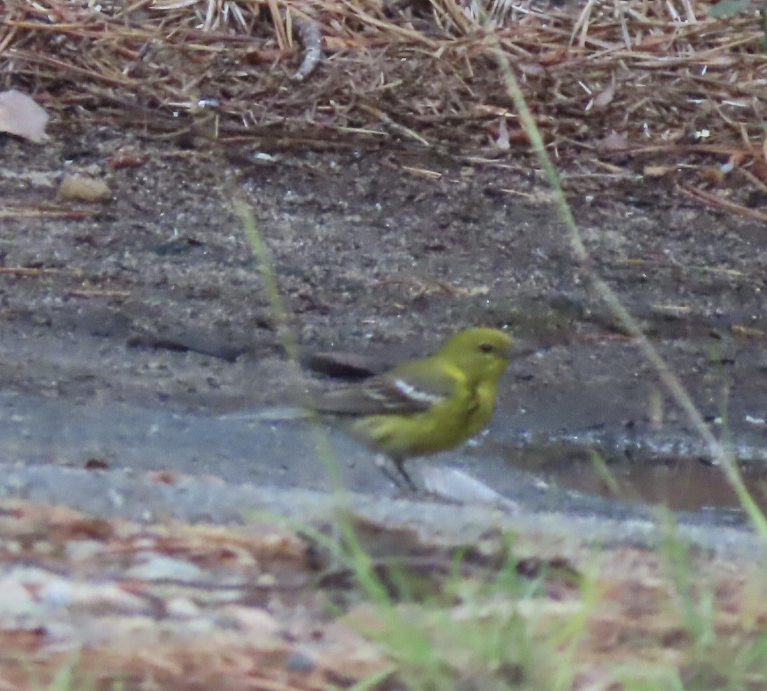 Pine Warbler - ML594407171