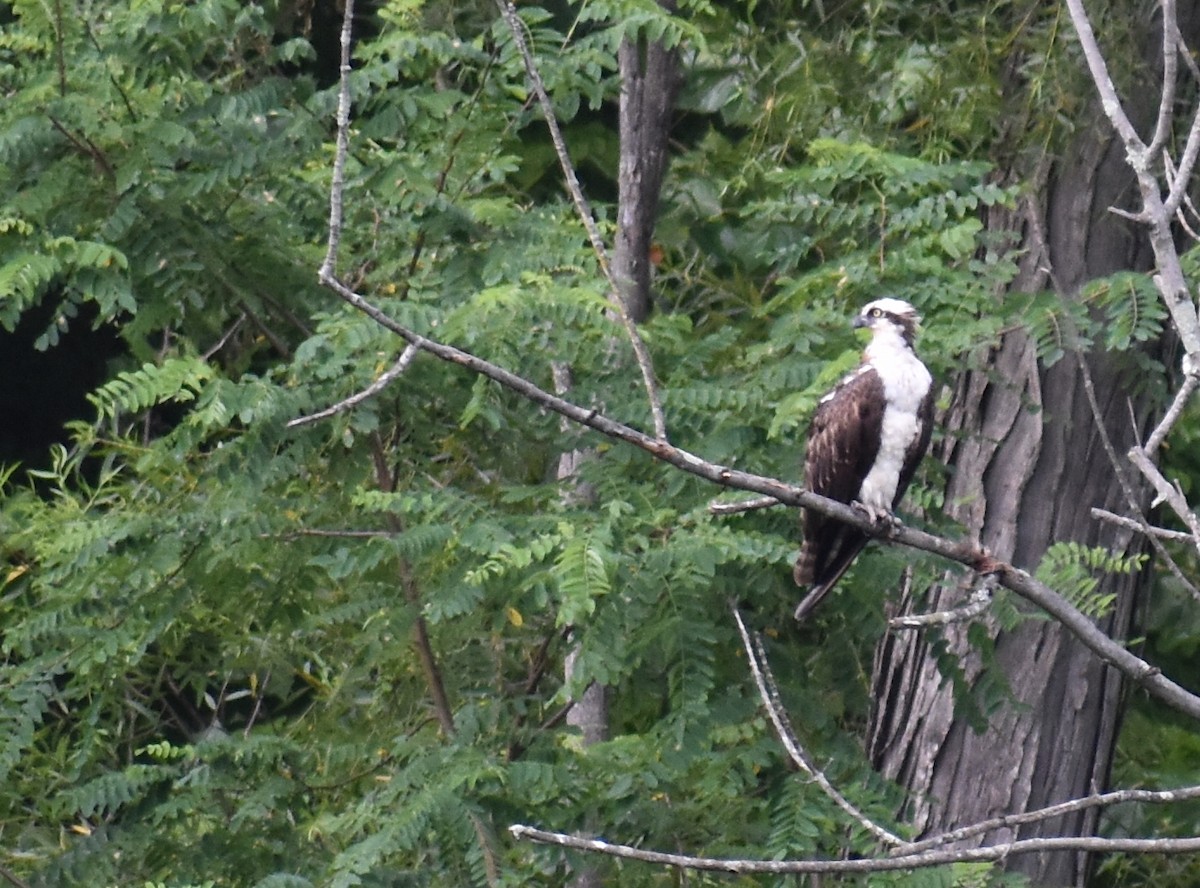 Osprey (carolinensis) - Sheryl Johnson