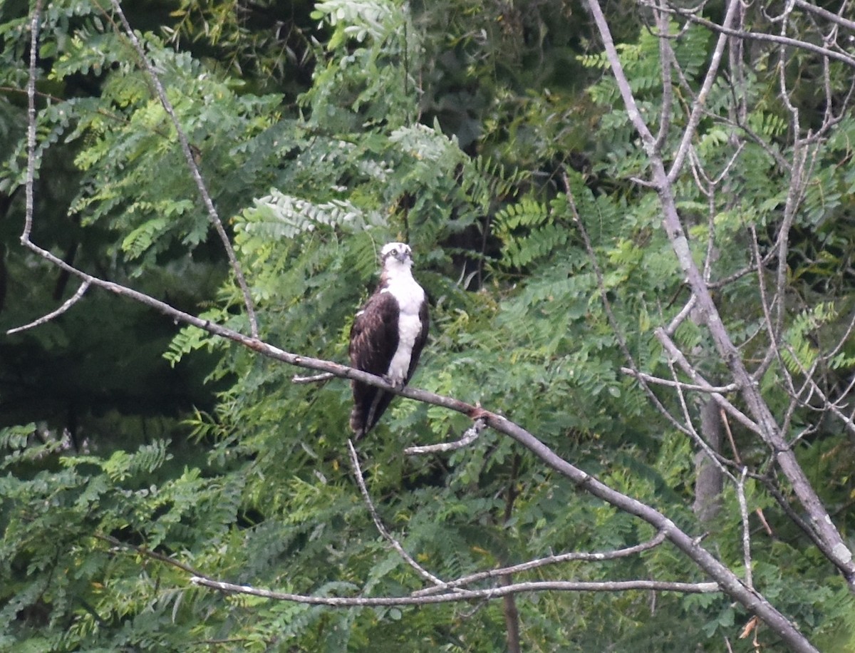 Osprey (carolinensis) - Sheryl Johnson