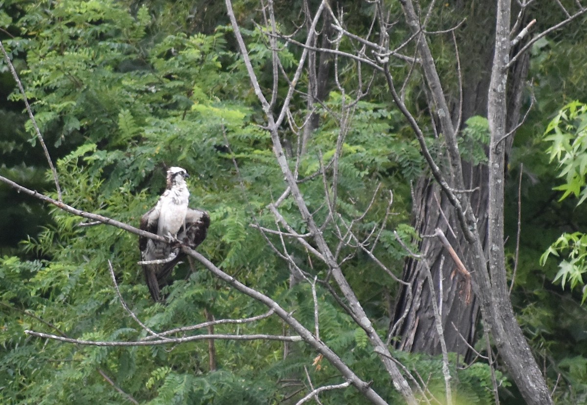 Osprey (carolinensis) - Sheryl Johnson